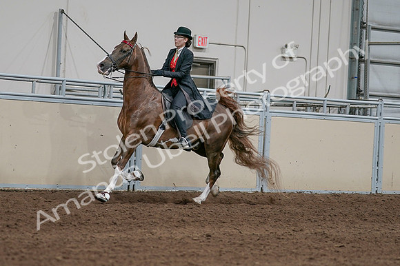 2020 - AB Morgan Horse - Fri, Sept 04 - 09722