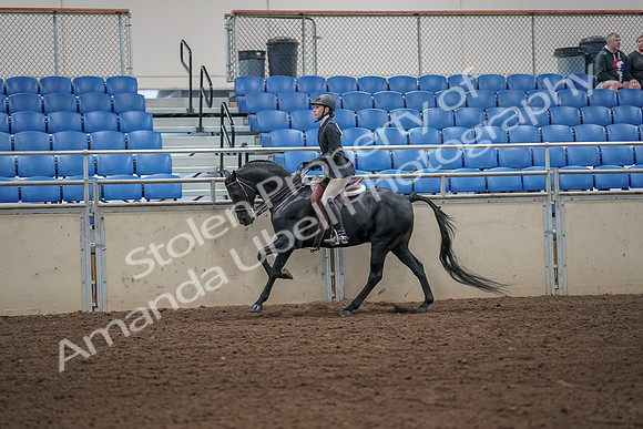 2019 Morgan Horse Show - Aug 31, 2019 - 05057