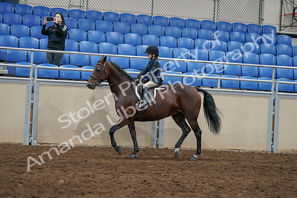 2020 - AB Morgan Horse - Sun, Sept 06 - 07913