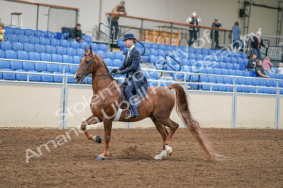 2020 - AB Morgan Horse - Sat, Sept 05 - 02621