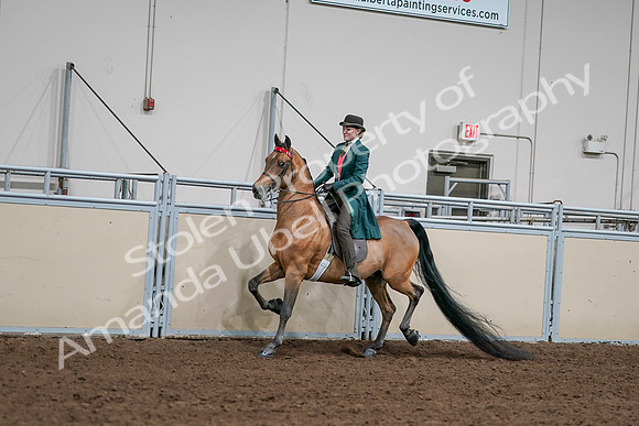 2020 - AB Morgan Horse - Sat, Sept 05 - 13674