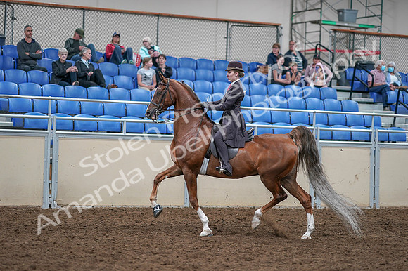 2020 - AB Morgan Horse - Fri, Sept 04 - 11198