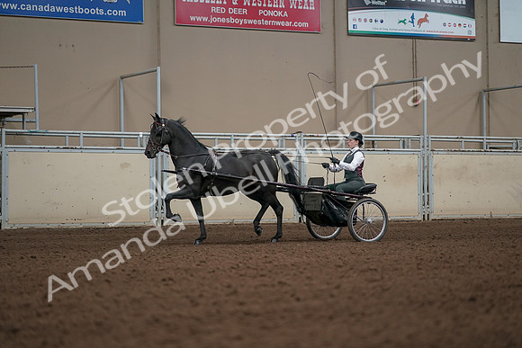 2019 Morgan Horse Show - Aug 31, 2019 - 04644