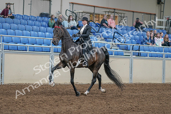 2020 - AB Morgan Horse - Fri, Sept 04 - 11336