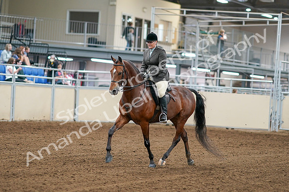 2020 - AB Morgan Horse - Fri, Sept 04 - 02230