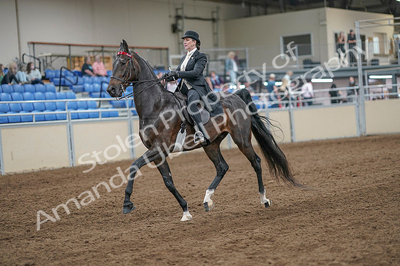 2020 - AB Morgan Horse - Fri, Sept 04 - 11119