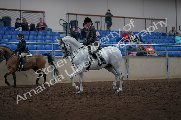 2019 Morgan Horse Show - Aug 31, 2019 - 14691