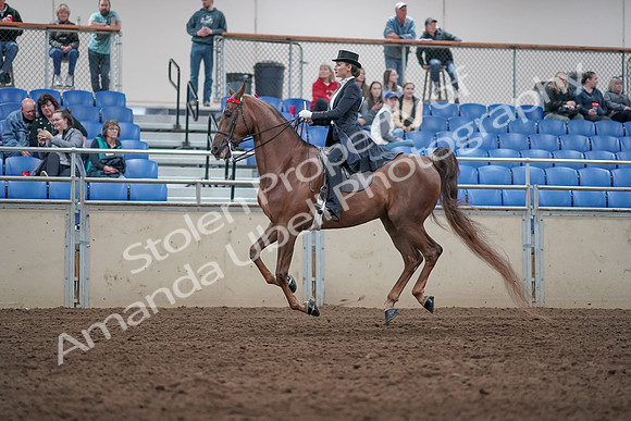 2019 Morgan Horse Show - Aug 31, 2019 - 20571
