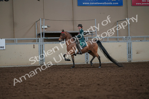 2019 Morgan Horse Show - Aug 30, 2019 - 27918