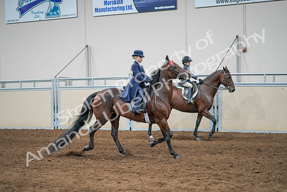 2020 - AB Morgan Horse - Sun, Sept 06 - 08110