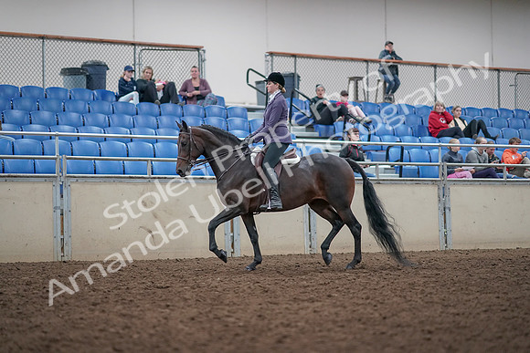 2019 Morgan Horse Show - Aug 31, 2019 - 14783