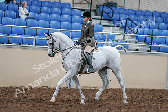 2020 - AB Morgan Horse - Sat, Sept 05 - 14243