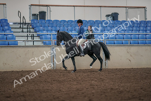 2019 Morgan Horse Show - Aug 31, 2019 - 07273