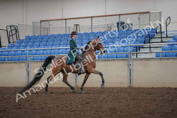 2019 Morgan Horse Show - Aug 30, 2019 - 28062