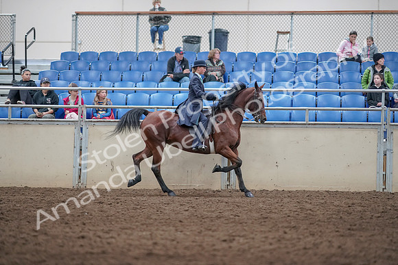 2019 Morgan Horse Show - Aug 31, 2019 - 09546