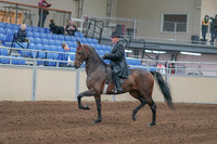 2020 - AB Morgan Horse - Sun, Sept 06 - 00293