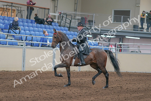 2020 - AB Morgan Horse - Sun, Sept 06 - 00293