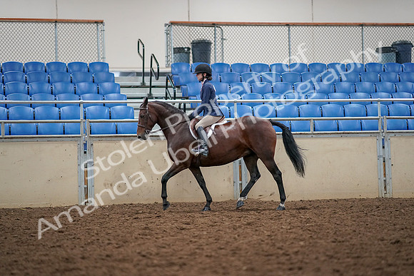 2019 Morgan Horse Show - Aug 30, 2019 - 23216