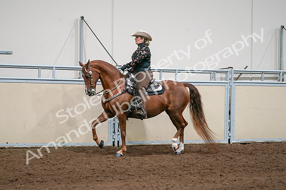 2020 - AB Morgan Horse - Fri, Sept 04 - 08431