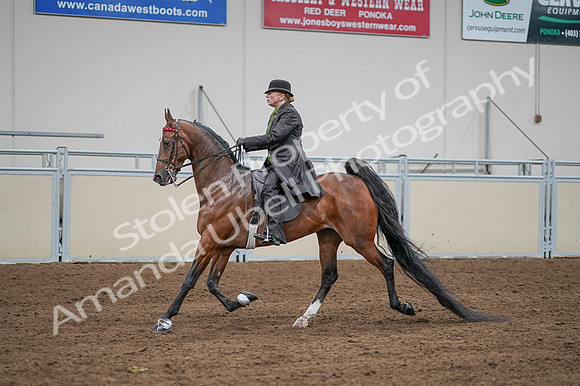 2020 - AB Morgan Horse - Fri, Sept 04 - 09573