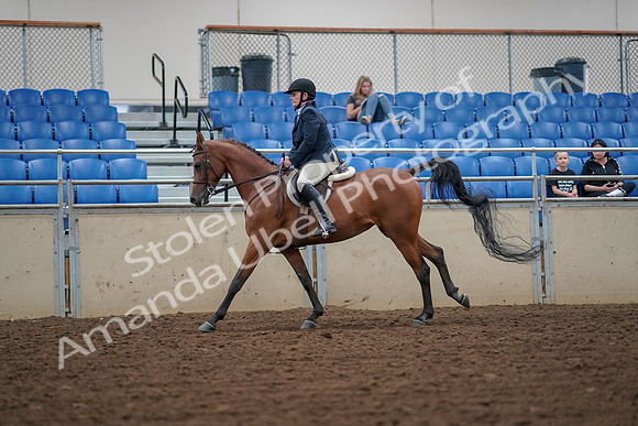 2019 Morgan Horse Show - Aug 30, 2019 - 16364