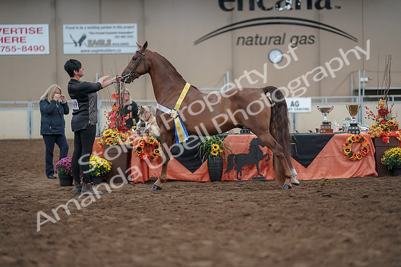 2019 Morgan Horse Show - Aug 31, 2019 - 03850