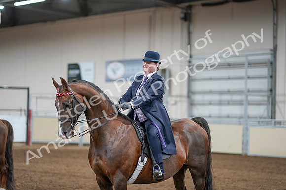 2020 - AB Morgan Horse - Fri, Sept 04 - 08131