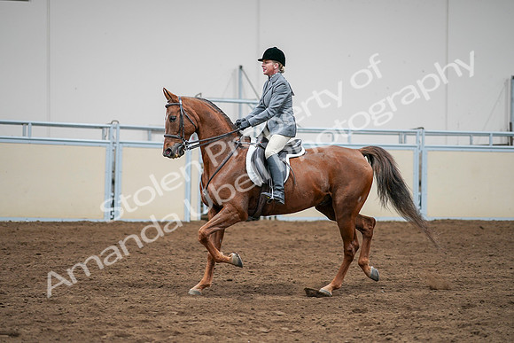 2020 - AB Morgan Horse - Sat, Sept 05 - 03298