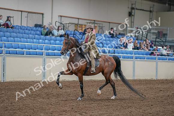 2020 - AB Morgan Horse - Fri, Sept 04 - 11155