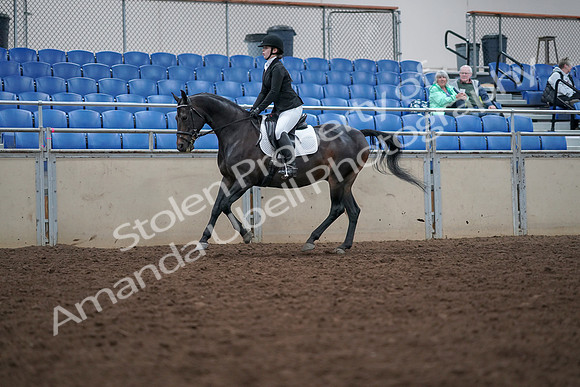 2019 Morgan Horse Show - Aug 30, 2019 - 18431