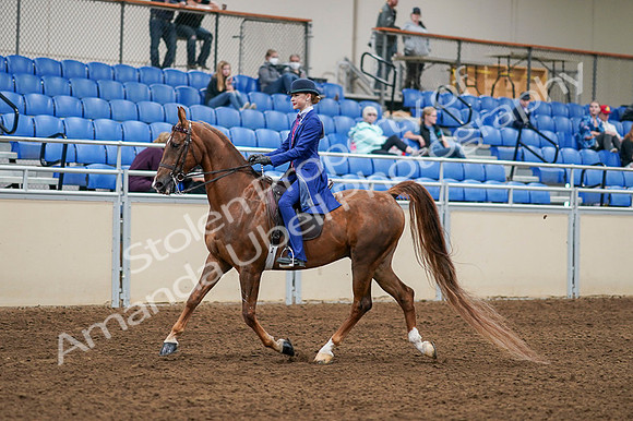 2020 - AB Morgan Horse - Fri, Sept 04 - 04875