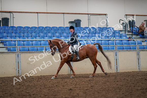 2019 Morgan Horse Show - Aug 30, 2019 - 22394