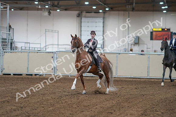 2020 - AB Morgan Horse - Sat, Sept 05 - 06135