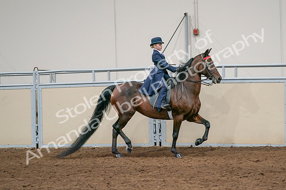 2020 - AB Morgan Horse - Sat, Sept 05 - 04856