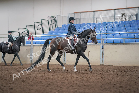 2019 Morgan Horse Show - Aug 31, 2019 - 19622