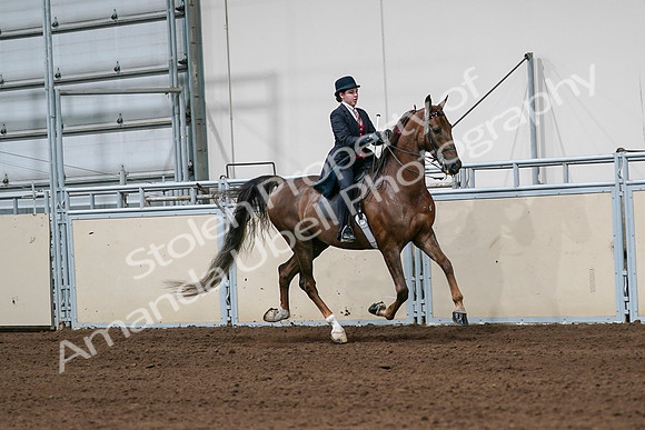 2020 - AB Morgan Horse - Sat, Sept 05 - 06353
