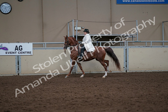 2019 Morgan Horse Show - Aug 31, 2019 - 17913