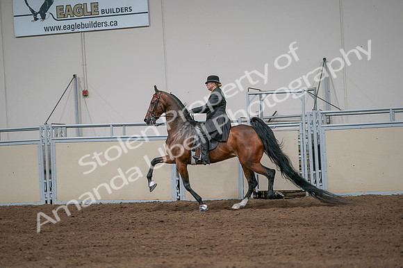 2020 - AB Morgan Horse - Fri, Sept 04 - 09674