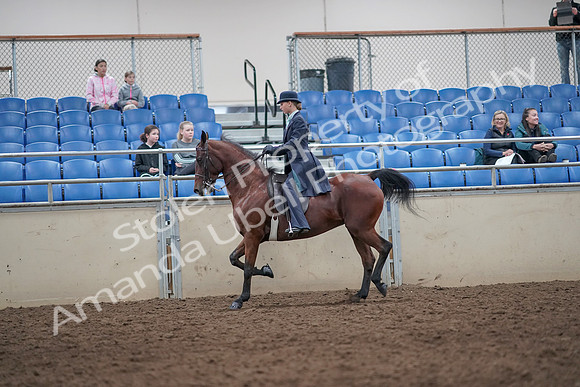 2019 Morgan Horse Show - Aug 31, 2019 - 09262