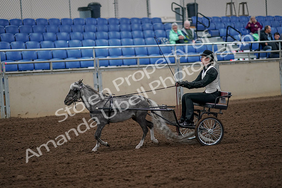 2019 Morgan Horse Show - Aug 30, 2019 - 13133