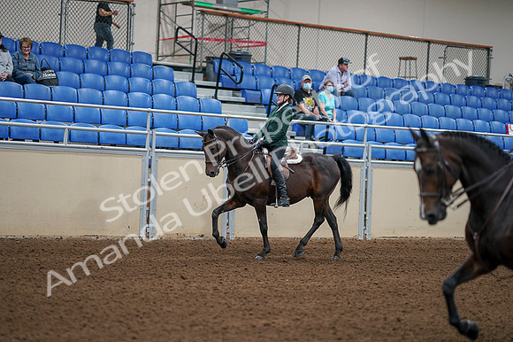 2020 - AB Morgan Horse - Fri, Sept 04 - 03944
