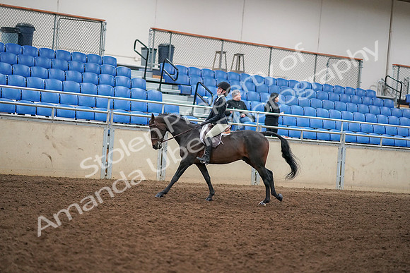 2019 Morgan Horse Show - Aug 30, 2019 - 12294