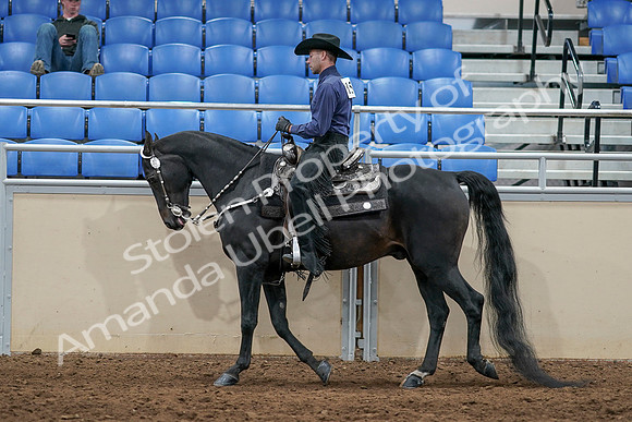 2020 - AB Morgan Horse - Sun, Sept 06 - 07524