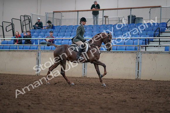 2019 Morgan Horse Show - Sept 01, 2019 - 08836