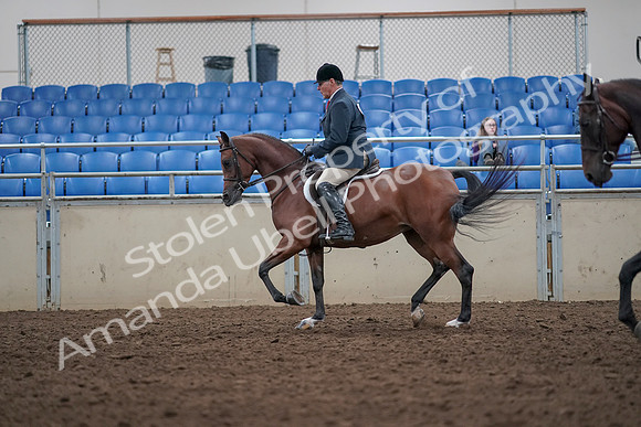 2019 Morgan Horse Show - Aug 31, 2019 - 14721