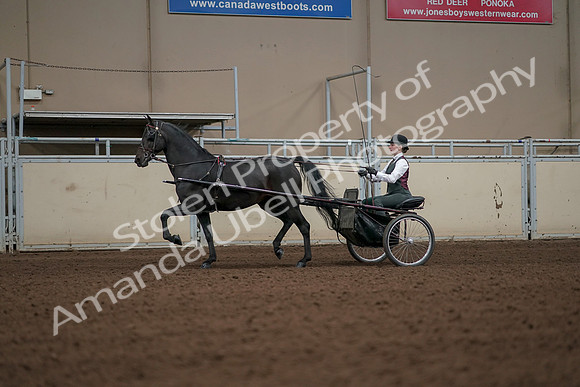 2019 Morgan Horse Show - Aug 31, 2019 - 04656