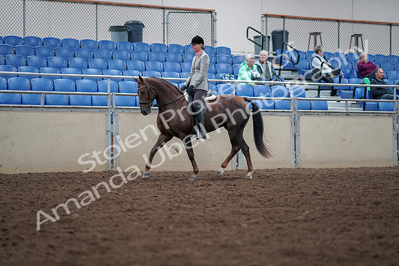 2019 Morgan Horse Show - Aug 30, 2019 - 18323