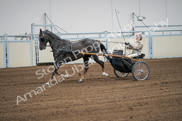 2020 - AB Morgan Horse - Sat, Sept 05 - 06017