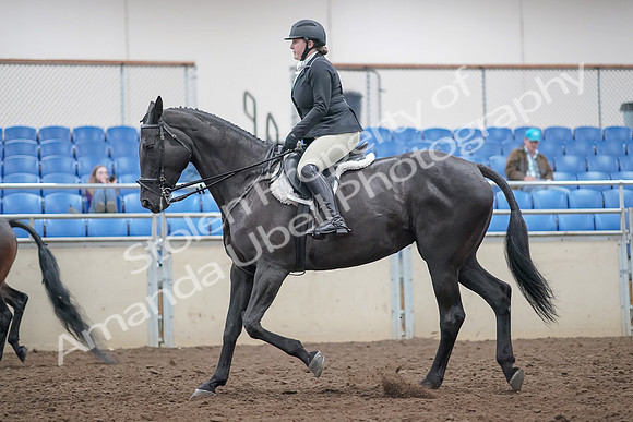 2019 Morgan Horse Show - Aug 31, 2019 - 14804