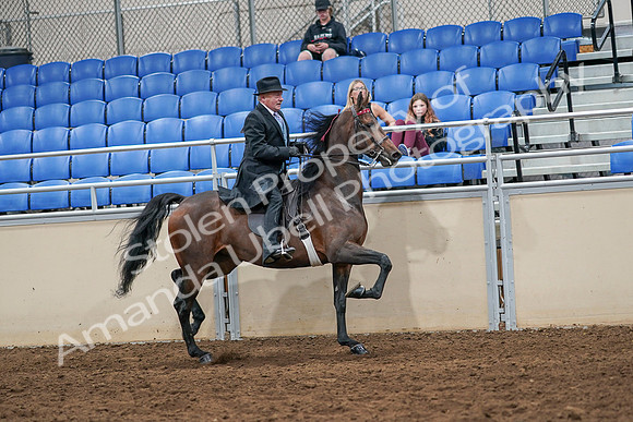 2020 - AB Morgan Horse - Sat, Sept 05 - 08157